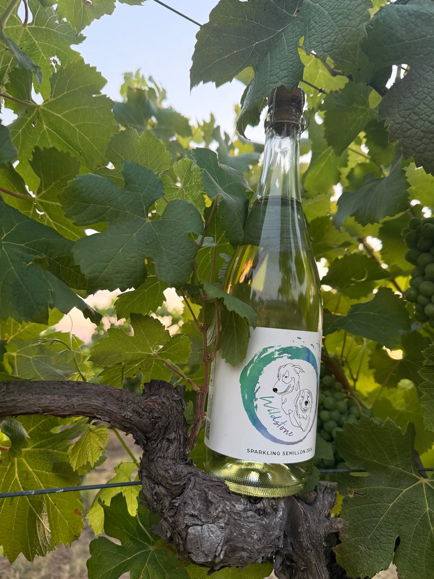 “Wildstone Sparkling” Hunter Valley Semillon 2024 Wine Ironstone Estate