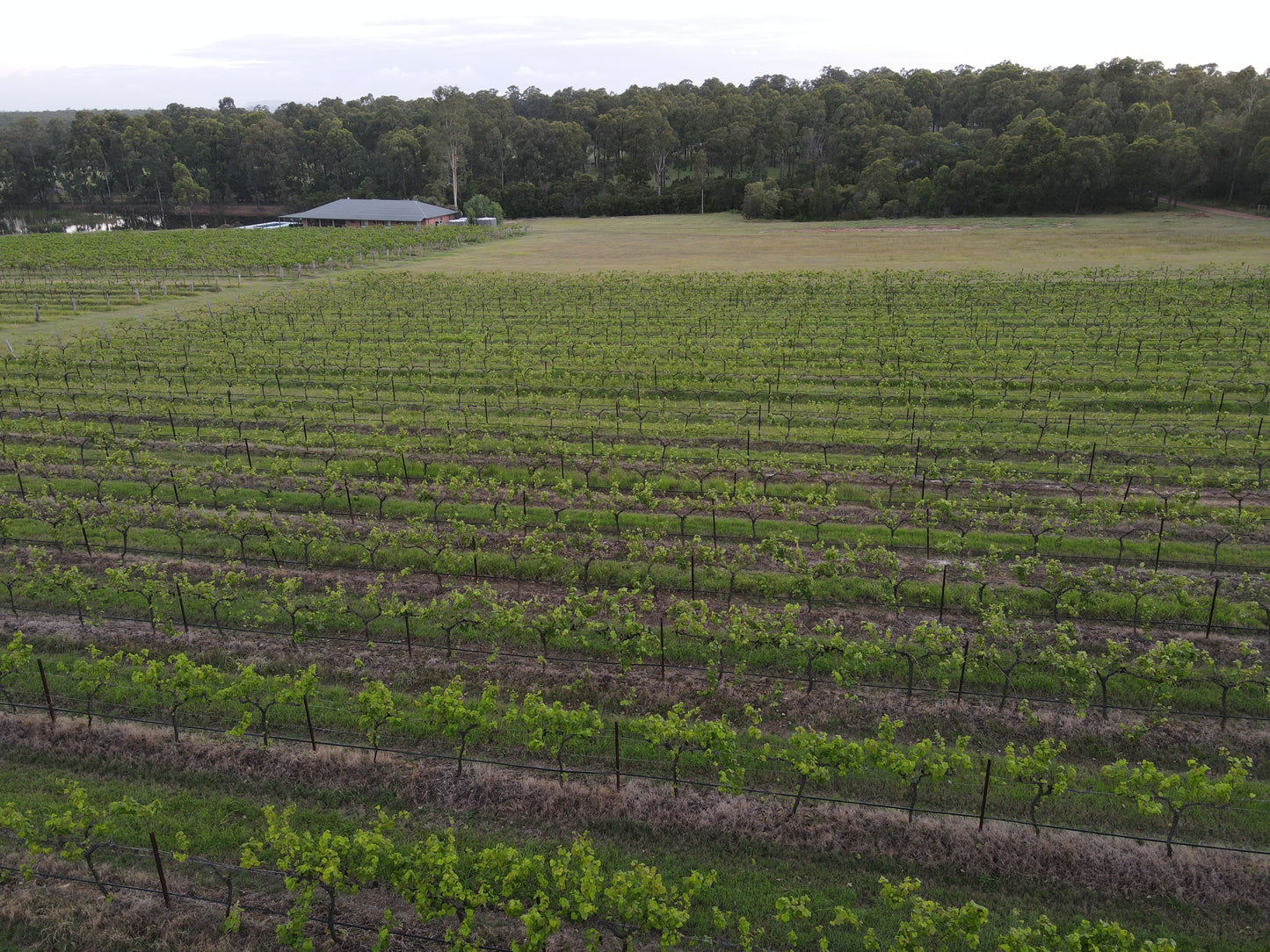 2022 Fire and Flood Semillon Wine | Ironstone Estate