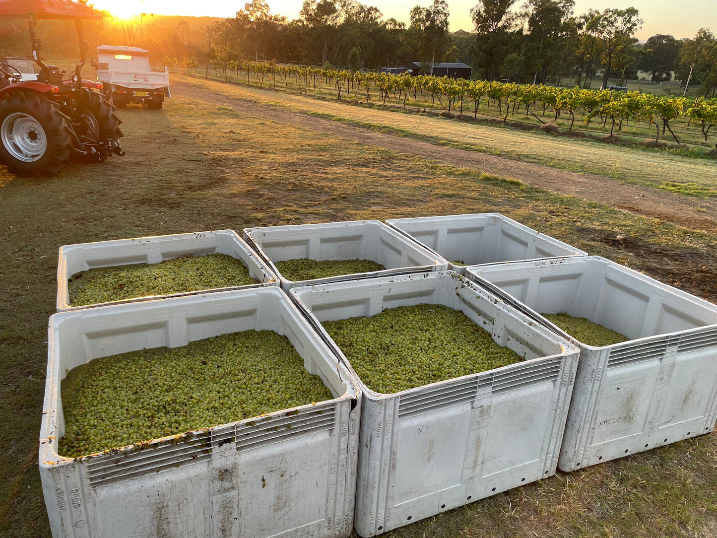 2022 Fire and Flood Semillon Wine | Ironstone Estate