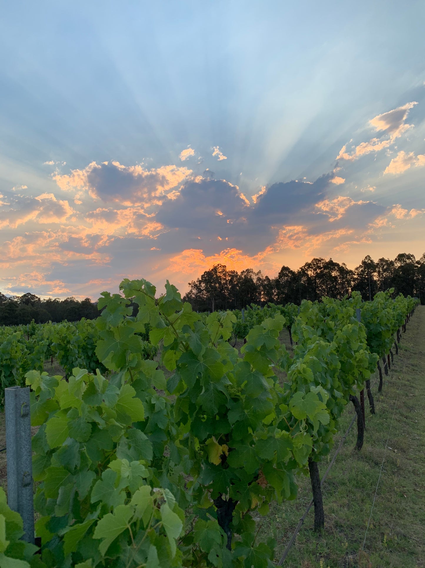2022 Fire and Flood Semillon Wine | Ironstone Estate